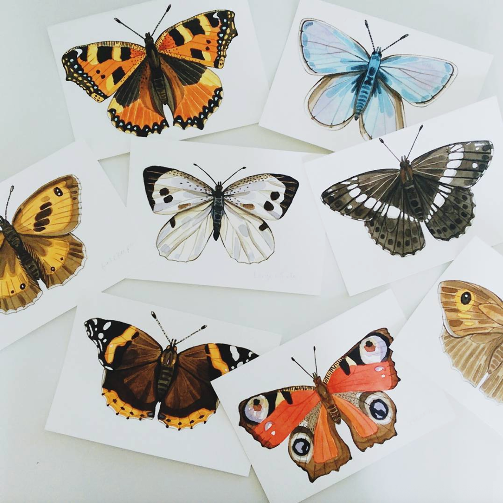 New butterfly products on the shop