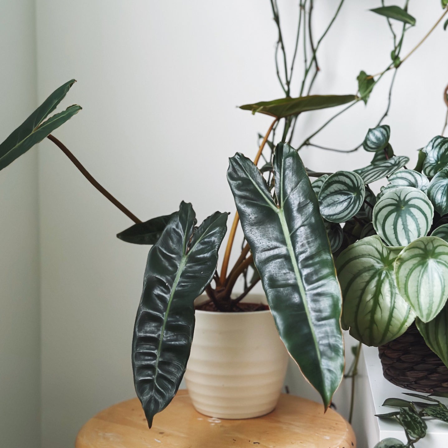 Exploring the magic of plants