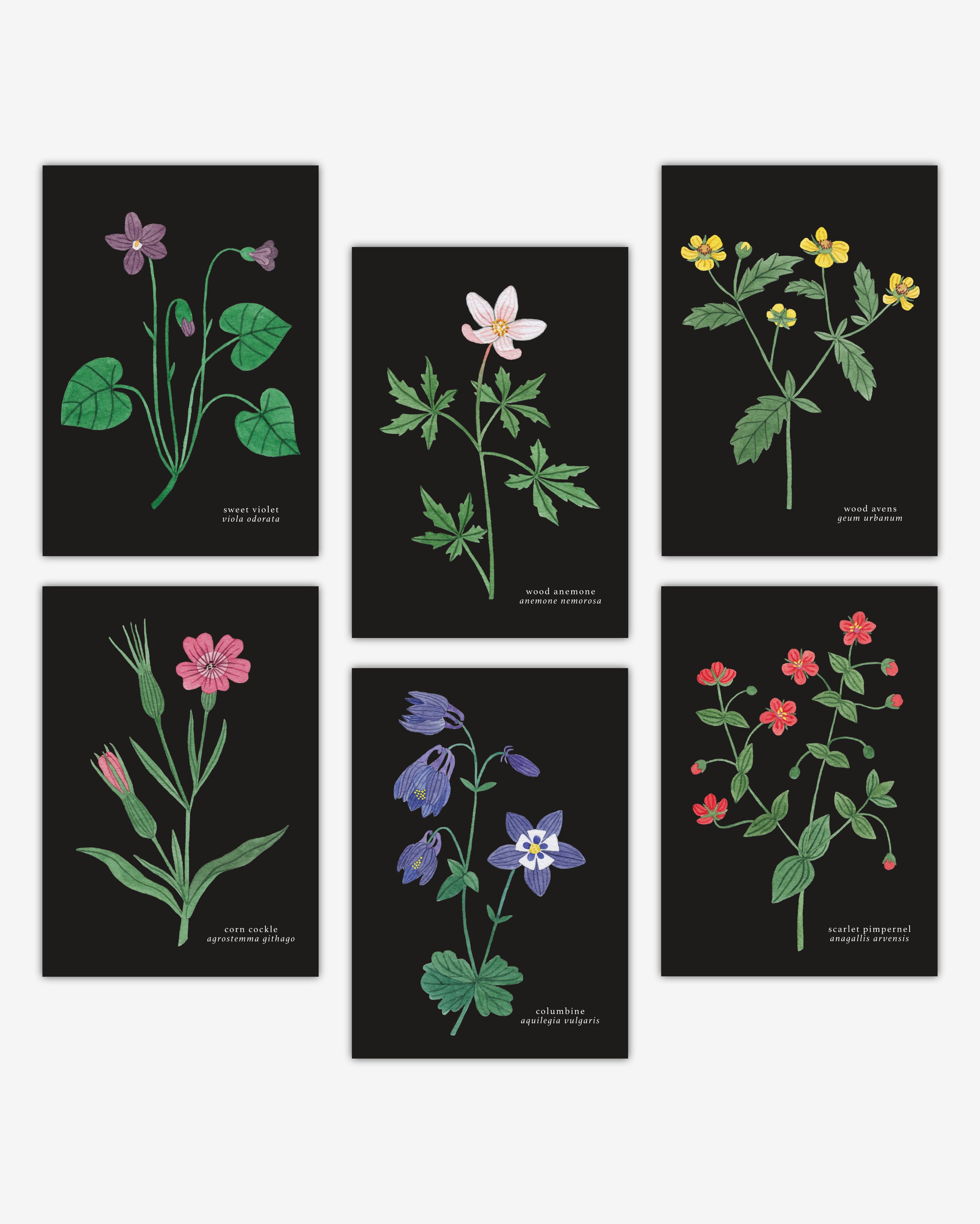 Wildflowers sister hotsell set